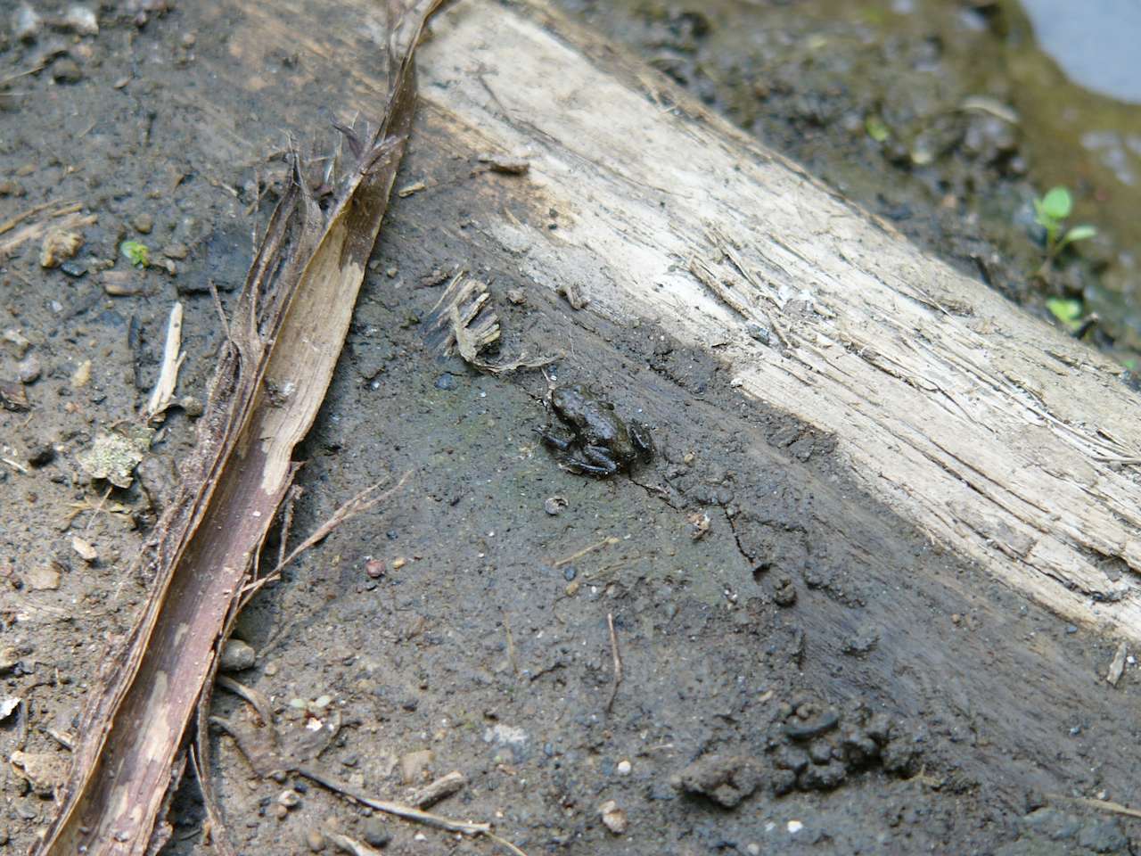 piccolo anfibio, valle del Treja, Lazio - Bufo bufo